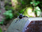 Cincér