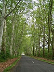 A platán-allé