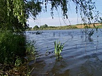 Vízinövények