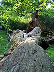 Törzsön állva