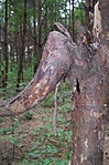 elefánt