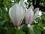 Magnólia