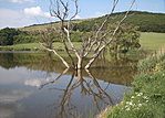 Tavi róka