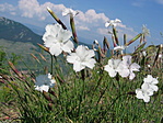 nekem az abszolut csúcs! (főleg, ha Dianthus petraeus ssp. simonkaianus...)