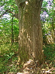 Ent