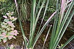 hinaras