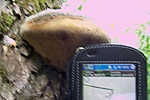 tapló2