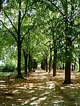 fasor az Erzsébet-parkban