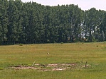 Gólya a távolban