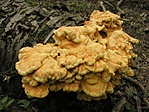 Sárga gévagomba (Laetiporus sulphureus)