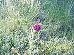Virág a mezőn