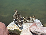 Pihenő
