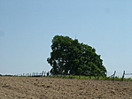 Szilfa