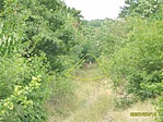 szarvas család