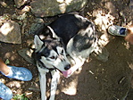 Shiva