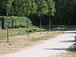 Őzikék