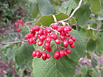 Bogyók