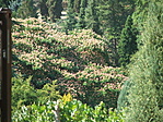 Arborétum
