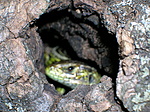 A lakó