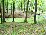 Zöld víz
