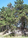 Mediterrán környezet