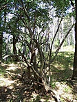 Elszáradt bokor