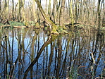 láperdő
