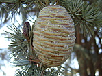 Larix decidua