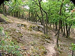 Az erdő
