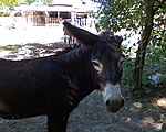 láttunk csacsit