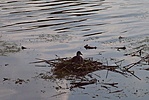 egy fészkelö kacsa