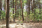Erdőrészlet