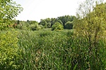 Sok nád