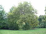 Parkrészlet