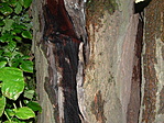 Kapaszkodó