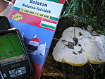 4. - tapló - sajnos valaki letörte (GCPADK)