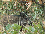 Wildpig