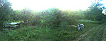 Panoráma