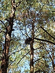 Szajkólak