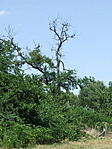 Ágas