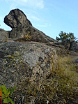 Kőkutya