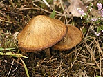 Gombák
