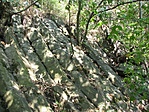 orgona