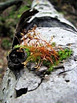 Közeli