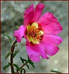 egy kis virág a pihenőpad mellett