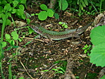 Gyíkocska