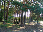 Erdei pihenő