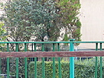 a park jelenlegi lakói