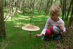 gombavadászat
