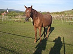 lovacska